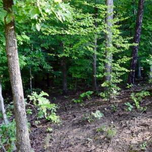 Photo of UNDER CONTRACT!  10 Acres of Hunting Land For Sale in Henry County VA!