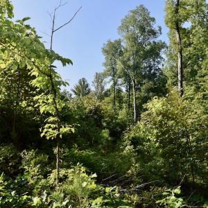 Photo of UNDER CONTRACT!  10 Acres of Hunting Land For Sale in Henry County VA!