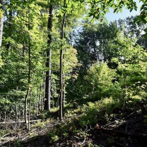 Photo of UNDER CONTRACT!  10 Acres of Hunting Land For Sale in Henry County VA!