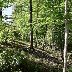 Photo of UNDER CONTRACT!  10 Acres of Hunting Land For Sale in Henry County VA!