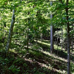Photo of UNDER CONTRACT!  10 Acres of Hunting Land For Sale in Henry County VA!