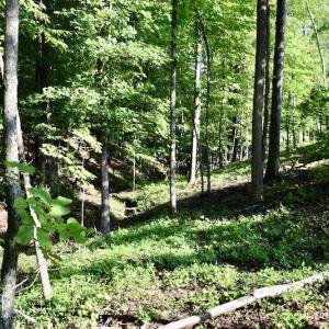Photo of UNDER CONTRACT!  10 Acres of Hunting Land For Sale in Henry County VA!