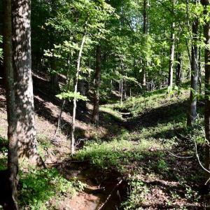 Photo of UNDER CONTRACT!  10 Acres of Hunting Land For Sale in Henry County VA!