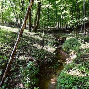Photo of UNDER CONTRACT!  10 Acres of Hunting Land For Sale in Henry County VA!
