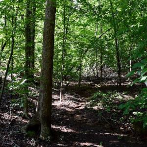 Photo of UNDER CONTRACT!  10 Acres of Hunting Land For Sale in Henry County VA!