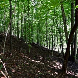 Photo of UNDER CONTRACT!  10 Acres of Hunting Land For Sale in Henry County VA!