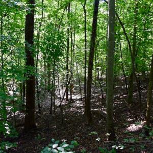 Photo of UNDER CONTRACT!  10 Acres of Hunting Land For Sale in Henry County VA!