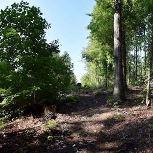 Photo of UNDER CONTRACT!  10 Acres of Hunting Land For Sale in Henry County VA!