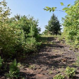 Photo of UNDER CONTRACT!  10 Acres of Hunting Land For Sale in Henry County VA!