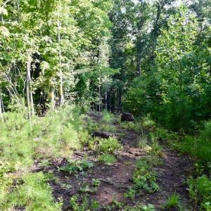 Photo of UNDER CONTRACT!  10 Acres of Hunting Land For Sale in Henry County VA!