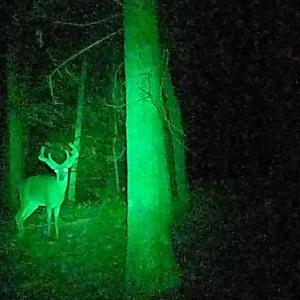 Photo of UNDER CONTRACT!  10 Acres of Hunting Land For Sale in Henry County VA!