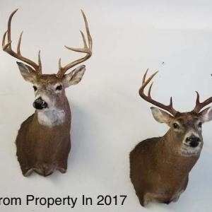 Photo of UNDER CONTRACT!  10 Acres of Hunting Land For Sale in Henry County VA!