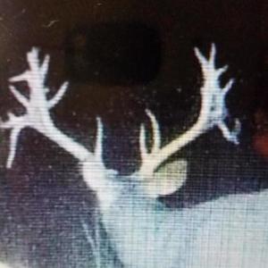 Photo of UNDER CONTRACT!  10 Acres of Hunting Land For Sale in Henry County VA!