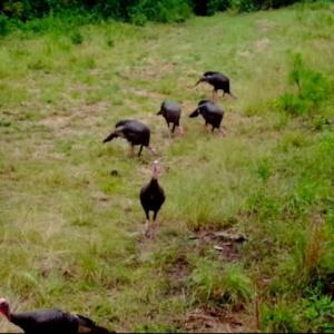 Photo of UNDER CONTRACT!  10 Acres of Hunting Land For Sale in Henry County VA!
