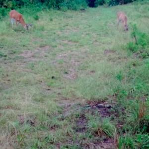 Photo of UNDER CONTRACT!  10 Acres of Hunting Land For Sale in Henry County VA!
