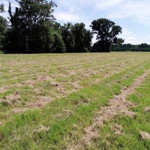 Photo of SOLD!  3 Acre Waterfront Building Lot For Sale in Perquimans County NC!