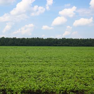 Photo of SOLD!  7 Acres of Residential and Farm Land For Sale in Tyrrell County NC!