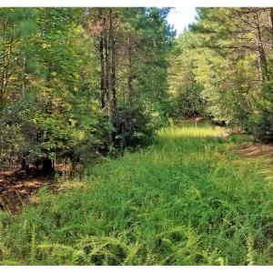 Photo of SOLD!!  24 Acres of Waterfront Lot off Farnham Creek in Richmond County VA!