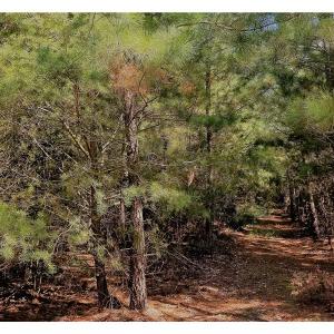 Photo of SOLD!!  24 Acres of Waterfront Lot off Farnham Creek in Richmond County VA!