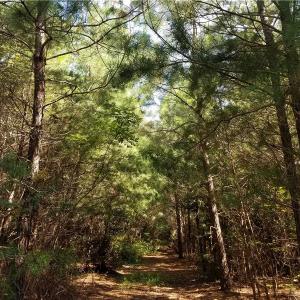 Photo of SOLD!!  24 Acres of Waterfront Lot off Farnham Creek in Richmond County VA!