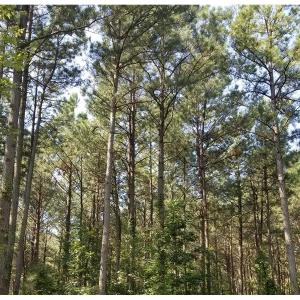 Photo of SOLD!!  24 Acres of Waterfront Lot off Farnham Creek in Richmond County VA!