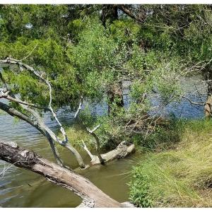 Photo of SOLD!!  24 Acres of Waterfront Lot off Farnham Creek in Richmond County VA!