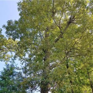 Photo of SOLD!!  24 Acres of Waterfront Lot off Farnham Creek in Richmond County VA!