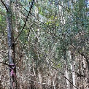 Photo of SOLD!!  24 Acres of Waterfront Lot off Farnham Creek in Richmond County VA!