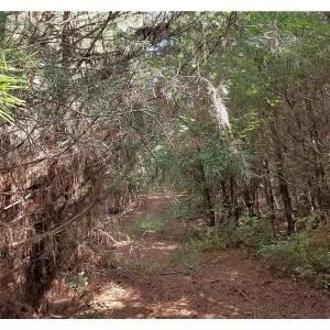 Photo of SOLD!!  24 Acres of Waterfront Lot off Farnham Creek in Richmond County VA!