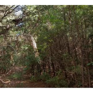Photo of SOLD!!  24 Acres of Waterfront Lot off Farnham Creek in Richmond County VA!