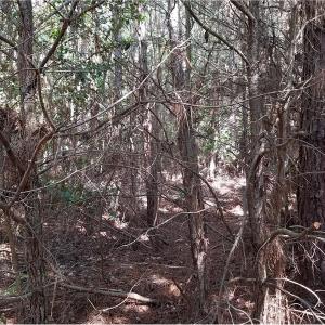 Photo of SOLD!!  24 Acres of Waterfront Lot off Farnham Creek in Richmond County VA!