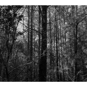 Photo of SOLD!!  24 Acres of Waterfront Lot off Farnham Creek in Richmond County VA!
