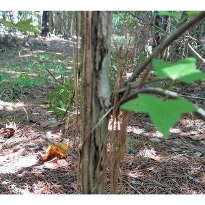 Photo of SOLD!!  24 Acres of Waterfront Lot off Farnham Creek in Richmond County VA!