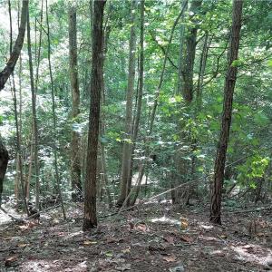 Photo of SOLD!!  24 Acres of Waterfront Lot off Farnham Creek in Richmond County VA!