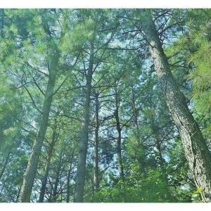 Photo of SOLD!!  24 Acres of Waterfront Lot off Farnham Creek in Richmond County VA!