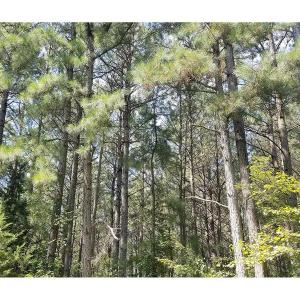Photo of SOLD!!  24 Acres of Waterfront Lot off Farnham Creek in Richmond County VA!