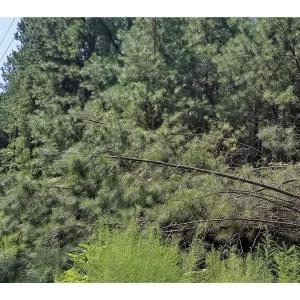 Photo of SOLD!!  24 Acres of Waterfront Lot off Farnham Creek in Richmond County VA!