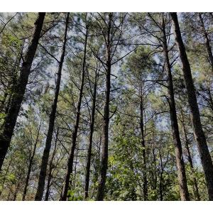 Photo of SOLD!!  24 Acres of Waterfront Lot off Farnham Creek in Richmond County VA!