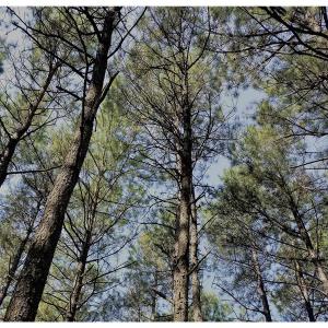 Photo of SOLD!!  24 Acres of Waterfront Lot off Farnham Creek in Richmond County VA!