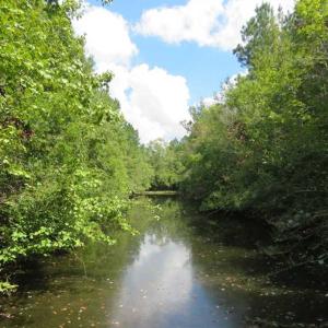 Photo of SOLD!  43 Acres of Hunting and Timber Land For Sale in Columbus County NC!