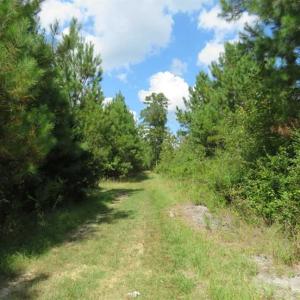 Photo of SOLD!  43 Acres of Hunting and Timber Land For Sale in Columbus County NC!
