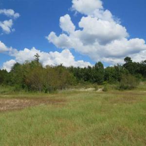 Photo of SOLD!  43 Acres of Hunting and Timber Land For Sale in Columbus County NC!