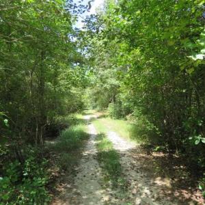 Photo of SOLD!  43 Acres of Hunting and Timber Land For Sale in Columbus County NC!