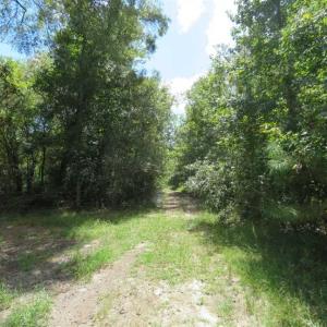 Photo of SOLD!  43 Acres of Hunting and Timber Land For Sale in Columbus County NC!