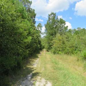 Photo of SOLD!  43 Acres of Hunting and Timber Land For Sale in Columbus County NC!