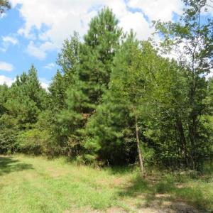 Photo of SOLD!  43 Acres of Hunting and Timber Land For Sale in Columbus County NC!