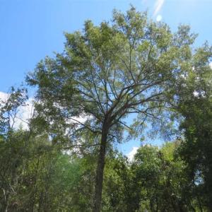 Photo of SOLD!  43 Acres of Hunting and Timber Land For Sale in Columbus County NC!