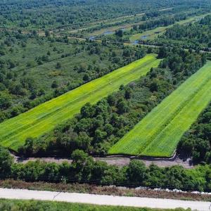Photo of 251 Acres of Recreational Hunting Land with Lodge For Sale in Hyde County NC!