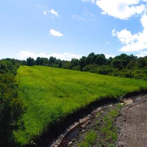 Photo of 251 Acres of Recreational Hunting Land with Lodge For Sale in Hyde County NC!