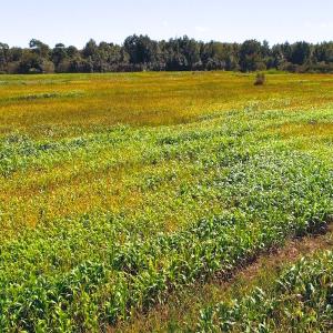 Photo of 251 Acres of Recreational Hunting Land with Lodge For Sale in Hyde County NC!